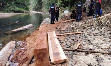 ล่าแก๊งมอดไม้ลักลอบตัดไม้แปรรูปไม้ ต้นน้ำคลองเทพา แนวเทือกเขาสันกาลาคีรี