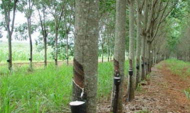 สมาคมสหพันธ์ชาวสวนยางฯเร่งผลักดันยางพาราเป็นครัสเตอร์ที่ 6 อีอีซี