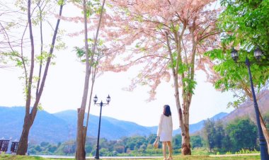 ดอกซากุระเมืองไทยบานสะพรั่งต้อนรับนักท่องเที่ยวเชลฟี่ได้ที่เขื่อนภูมิพล