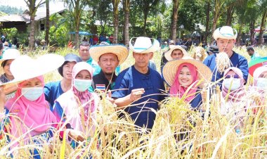 ผบ.ฉก.นราธิวาส เปิดกิจกรรม พหุวัฒนธรรม "ลงแขกเกี่ยวข้าว” สืบสานประเพณีลาซัง รักษ์วิถีถิ่น ร่วมกินข้าวใหม่