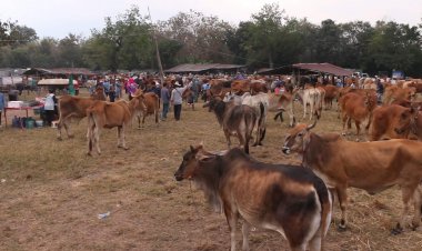 เกษตรกรผู้เลี้ยงสัตว์อ่วมขาดทุนอยู่ไม่ได้หลังจีนสั่งห้ามนำเข้าโคจากไทยพบสารเร่งตกค้าง
