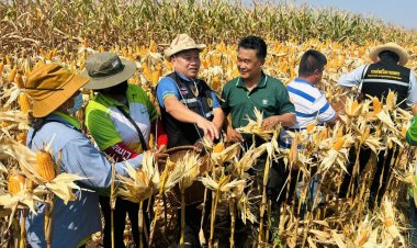 กรมส่งเสริมการเกษตร ร่วมรณรงค์สาธิตเก็บเกี่ยวข้าวโพดเลี้ยงสัตว์หลังนาจ.นครสวรรค์