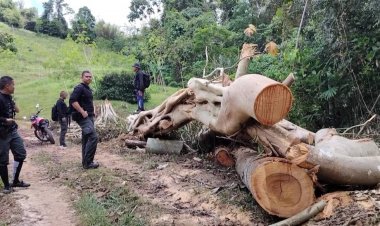 ปราบไม่หมด!แก๊งมอดไม้ลอบตัดไม้ เขตป่าสงวนแห่งชาติป่ากาบัง ต้นน้ำคลองเทพา