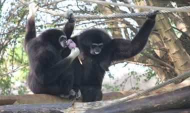ขอนแก่นร้อนระอุทะลุเกือบ 40 องศา สวนสัตว์เสิร์ฟไอติมลูกหว้าครอบครัวชะนีคลายร้อน