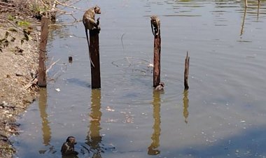 อากาศร้อนระอุ!ฝูงลิงวัดเขาปฐวีเมืองทัพทันพากันหลบร้อน-ลอยคอเล่นน้ำคลายร้อน