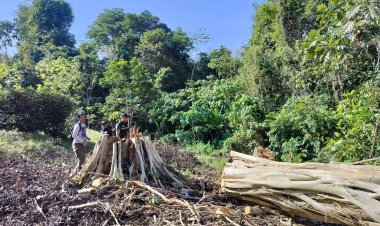 เจ้าหน้าที่ไล่ล่าแก๊งมอดไม้กระเจิงหลังย้อนมาขนไม้ท่อน บนภูเขาออกจาก แหล่งต้นน้ำคลองเทพา