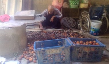 ชาวสวนพัทลุงโอดราคาหมากแห้งวูบเหลือกก.ละ 12-13 จาก 35 บาท เหตุภาษีผ่านแดน"เมียนมา"สูง