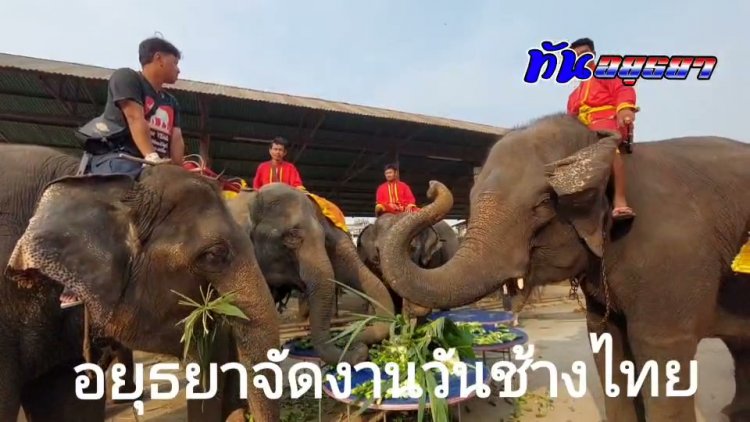 อยุธยาจัดงานวันช้างไทย เลี้ยงโต๊ะจีนช้างกระตุ้นการท่องเที่ยว