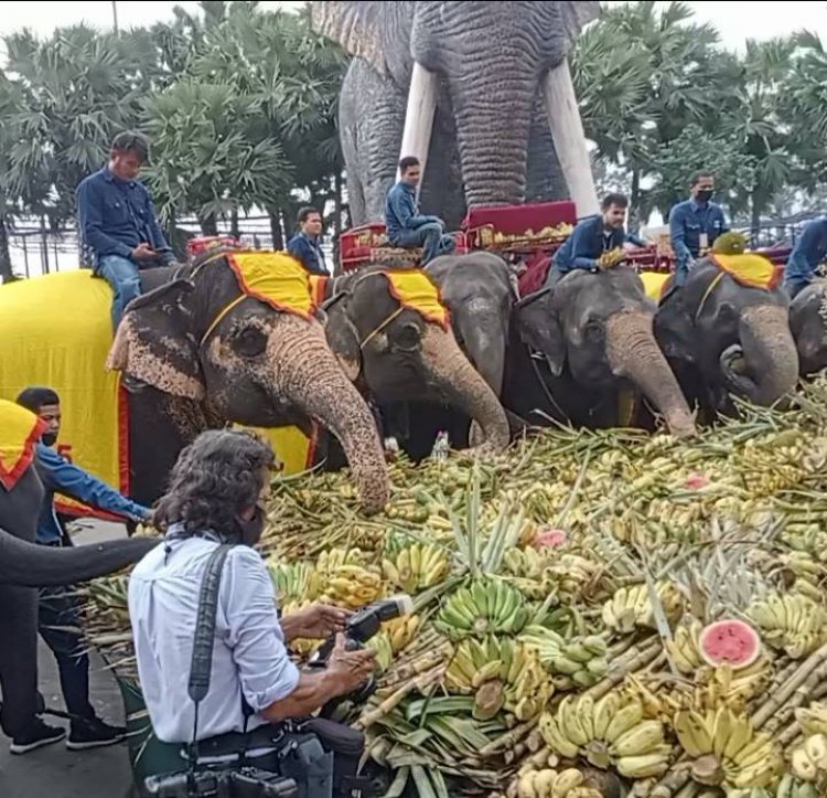 สวนนงนุชพัทยา  จัดงานวันช้างไทยอย่างยิ่งใหญ่ พร้อมพิธีฮ้องขวัญช้าง