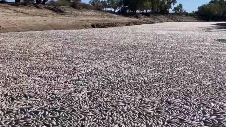 คลื่นความร้อนรุนแรงปลานับล้านลอยตายเกลื่อนแม่น้ำออสเตรเลีย