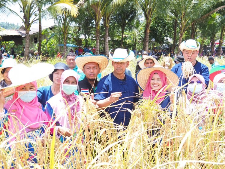 ผบ.ฉก.นราธิวาส เปิดกิจกรรม พหุวัฒนธรรม "ลงแขกเกี่ยวข้าว” สืบสานประเพณีลาซัง รักษ์วิถีถิ่น ร่วมกินข้าวใหม่
