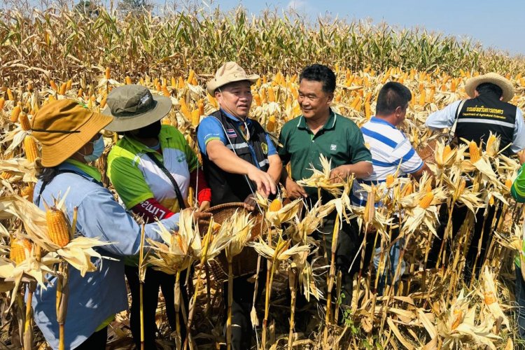 กรมส่งเสริมการเกษตร ร่วมรณรงค์สาธิตเก็บเกี่ยวข้าวโพดเลี้ยงสัตว์หลังนาจ.นครสวรรค์