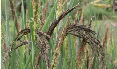 “พาณิชย์”ขึ้นทะเบียน GI “ข้าวเหนียวแดงเมืองเลย” หวังสร้างมูลค่าชุมชนเพิ่ม