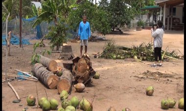 ระทึก!ฟ้าผ่าเปรี้ยงต้นมะพร้าว โชคดีไม่มีได้รับบาดเจ็บ เจ้าของบ้านเชื่อเป็นลางไม่ดี