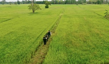 โครงการชลประทานศรีสะเกษ ลงพื้นที่เพื่อประเมินผลผลิตการปลูกข้าวนาปรัง  ทุเรียน และพืชเศรษฐกิจ