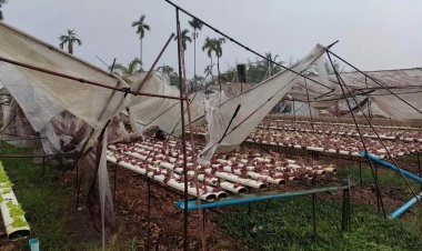 "เขาค้อ" อ่วมลูกเห็บกระหน่ำมาพร้อมลมแรง ถล่มแปลงกระหล่ำ-ผักออแกนิคเสียหายยับ