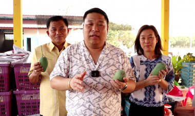พาณิชย์พิจิตร-พิษณุโลก ช่วยเกษตรกรชาวสวนมะม่วงพานักธุรกิจช่วยซื้อกระจายสินค้า