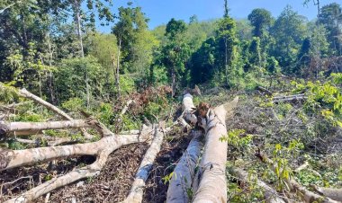 มอดไม้ยะลารับจ้างนายทุนลักลอบตัดไม้ในเขตป่าสงวนแห่งชาติป่ากาบัง ต้นน้ำคลองเทพา