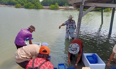 เครือข่ายชุมชนประมงพื้นบ้านร่วมปล่อยปูทะเล (ปูดำ) 60,000 ตัวในอ่าวปัตตานี