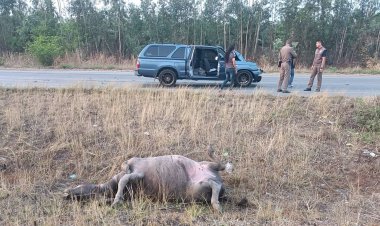 สลด!หนุ่มขับรถกลับกลับที่ทำงานพุ่งชนควายตายคาที่