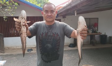 อร่อยสุดๆ ..ชาวบ้านโคราชจับปลาน้ำแห้ง สอยไข่มดแดง เด็ดผักหวาน ทำเมนูเด็ด “ปลาหลามผักหวานไข่มดแดง”