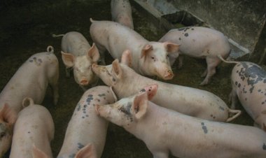 ผู้เลี้ยงสุกรรายย่อยภาคใต้ครวญซุปเปอร์มาร์เก็ตแย่งลูกค้ายอดสั่งซื้อลดวูบ