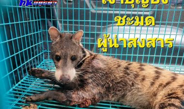 อาตมาขอบิณฑบาตชีวิตชะมดตัวนี้เถอะนะคุณโยม