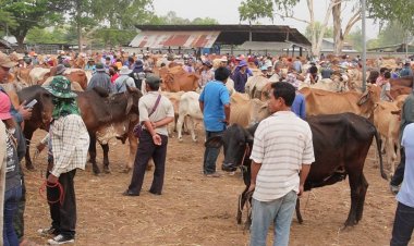 ตลาดนัดโค-กระตลาดบ้านส้มป่อยเมืองศรีสะเกษคึกคักเงินสะพัดวันละกว่า 20 ล้านบาท