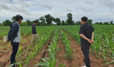 เครือซีพี ยึดมั่นตามแนวทาง “ไม่เขา ไม่เผา เราซื้อ”จัดหาข้าวโพดเลี้ยงสัตว์ผ่านระบบตรวจสอบย้อนกลับ 100% ปราศจากการรุกป่า ไม่เผาตอซัง