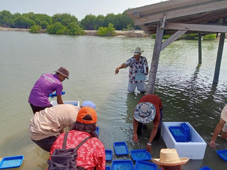 เครือข่ายชุมชนประมงพื้นบ้านร่วมปล่อยปูทะเล (ปูดำ) 60,000 ตัวในอ่าวปัตตานี