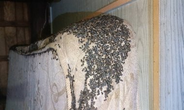 กองทัพแมลงปีกแข็งนับหมื่นตัวบุกยึดบ้านกางเต็นท์นอนแม้ใช้ยาฉีดพ่นก็ไม่หมด