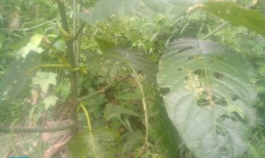 สวนเกษตรอินทรีย์กระท่อม กระอัก เจอวิกฤติ แมลงหนอน- เพรี้ยรุม “กินใบ” เกลี้ยงต้นยกสวน