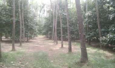 ฝนทิ้งช่วงภัยแล้งลามสวนยางพารา-สวนผลไม้ขาดแคลนน้ำยอดใบเหี่ยวเฉากระทบผลผลิต