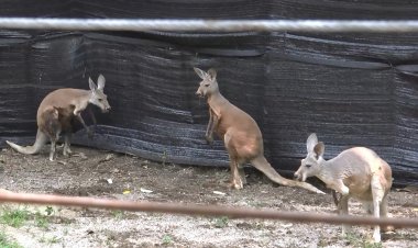 สวนสัตว์สงขลาเปิดตัว “จิงโจ้แดง”  3 ตัว นักท่องเที่ยวแห่ยลโฉมอย่างคึกคัก