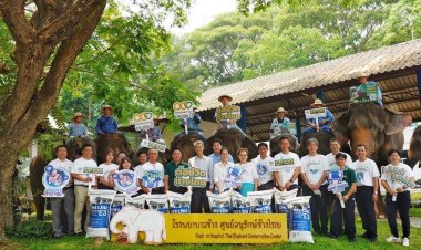 'CPF-พันธมิตร-คู่ค้า' มอบอาหารช้างคุณภาพ ต่อชีวิตกลุ่มช้างเปราะบาง ศูนย์อนุรักษ์ช้างไทย จ.ลำปาง