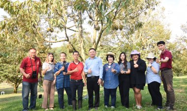 วช. หนุน ม.นเรศวร ขยายพันธุ์ทุเรียนหลงลับแล หลินลับแลด้วยเทคนิคการเพาะเลี้ยงเนื้อเยื่อ