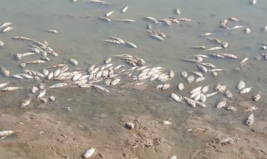 น่านร้อนแล้งวิกฤติปลานับแสนตัว ตายลอยอืด ส่งกลิ่นเหม็นเน่า ชาวบ้านเร่งเก็บ