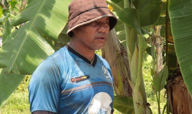 ชาวยี่งอผวาหนักคนร้ายอาละวาดขโมยพืชผล-งัดแงะร้านค้า