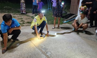 แตกตื่นกันทั้งหมู่บ้าน!ชมรมเบตงเพื่อสังคม จับงูจงอางยาว 4 เมตร แถมลูกงูเห่าอีกตัวชาวบ้านเผ่นกระเจิง