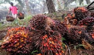 สมาชิกสภาเกษตรกรจังหวัดพัทลุงเสนอตั้งโรงเรียนปาล์มน้ำมันแก้แรงงานขาดแคลน