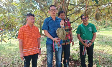 ครบุรีจัดกิจกรรม เราตัดแก่เพราะแคร์คุณปี 2 สร้างความมั่นใจได้ทุเรียนแก่จากสวน 100%