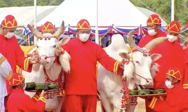 'พระโค' กิน 'หญ้า-เหล้า' เชื่อน้ำท่าบริบูรณ์-เศรษฐกิจเจริญรุ่งเรือง