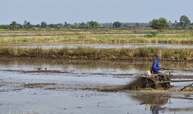 ชาวนาปราจีนฯถือฤกษ์วันพืชมงคลไถเข้า-หว่านเย็นนาข้าว ลุ้นรบ.ใหม่อุ้มราคาข้าวตันละ15,000 บาท