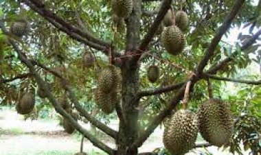 "ทุเรียน” พัทลุงประเมินออกผลผลิตปี 2566  ประมาณ 700,000 ตัน