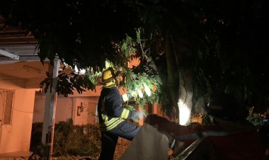 คนโคราชผวาหนัก! ต่อหัวเสือระบาดบุกรุกทำรังใต้ต้นไม้ในเขตบ้านเรือน