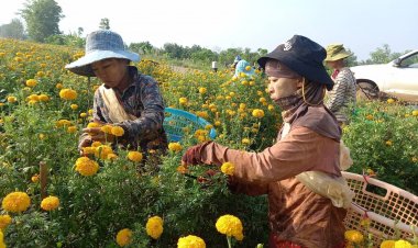 เกษตรกรพบพระปลูกดาวเรือง 7 ไร่ เก็บครั้งหนึ่ง(1รอบ)ได้ 5-6 หมื่นบาท