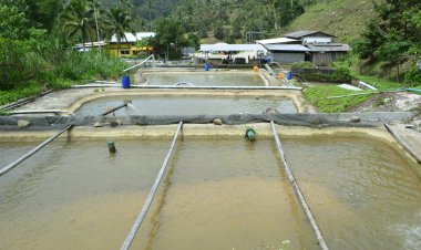 นายอำเภอเบตงรุดแก้ปัญหาปลานิล ปลาเศรษฐกิจของเบตงตายเกลื่อนนับหมื่นตัว