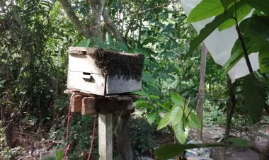 “ผึ้งโพรง” ขวดละ 500 – 700 บาท ปี 2566 คาดเพิ่มปริมาณมากขึ้น หันมาบริโภคกันมากขึ้น