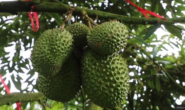 สวนทุเรียนมูซังคิงเบตงเริ่มตั้งท้องปีแรก เตรียมส่งออกกว่า 10 ตัน กระตุ้นเศรษฐกิจชายแดนใต้