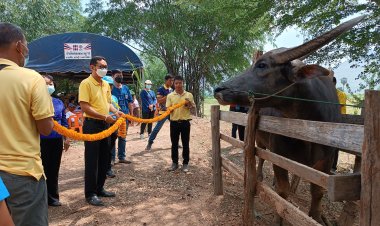 ชุมชนตลิ่งชัน โคราช จัดโต๊ะจีนควาย ฉลองวันอนุรักษ์ควายไทย 2566